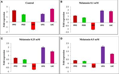 Exogenous melatonin delays oxidative browning in litchi during cold storage by regulating biochemical attributes and gene expression